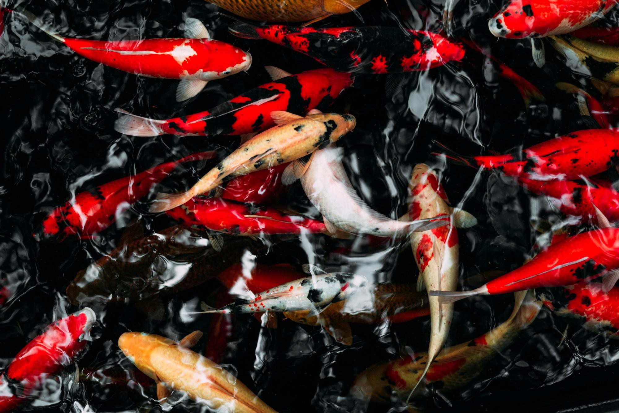 SPACE BASSIN - Paysagiste