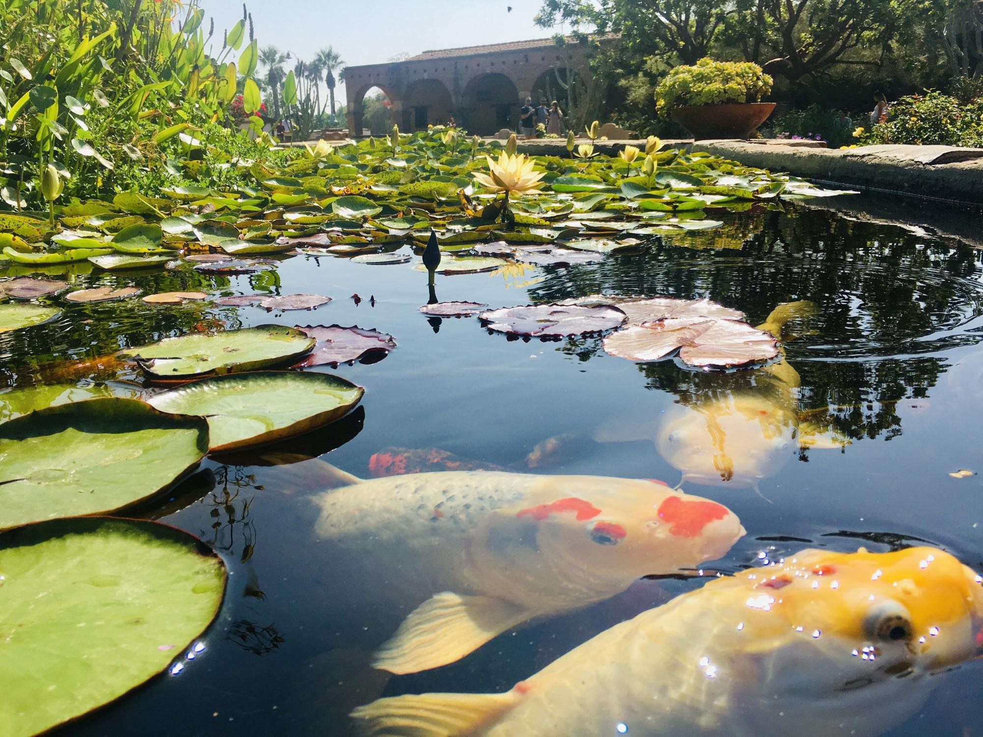 SPACE BASSIN - Paysagiste