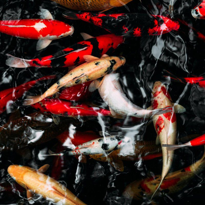 Les carpes koï : Une sérénité pour votre jardin au Bassin d'Arcachon