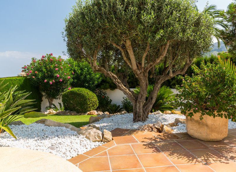 Jardin d'olivier création de Space bassin bassin d'Arcachon