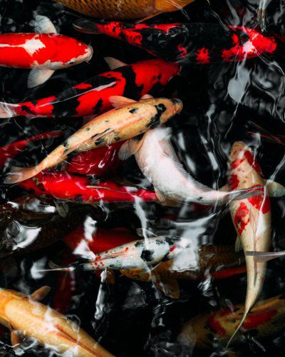 Les carpes koï : Une sérénité pour votre jardin au Bassin d'Arcachon