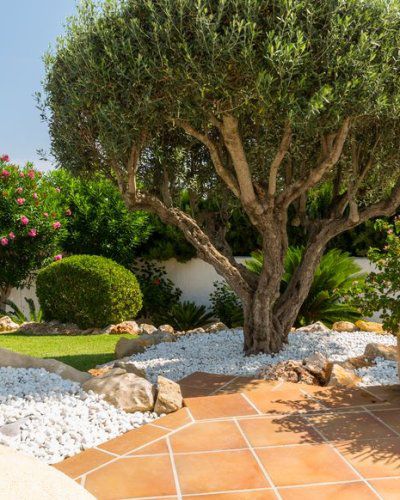 Jardin d'olivier création de Space bassin bassin d'Arcachon